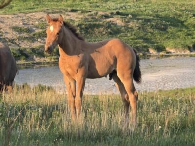 Top Gun Goose JW <BR>AQHA PENDING